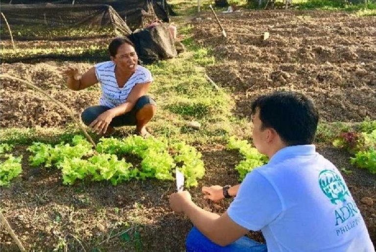 Lettuce saves the day ADRA Philippines